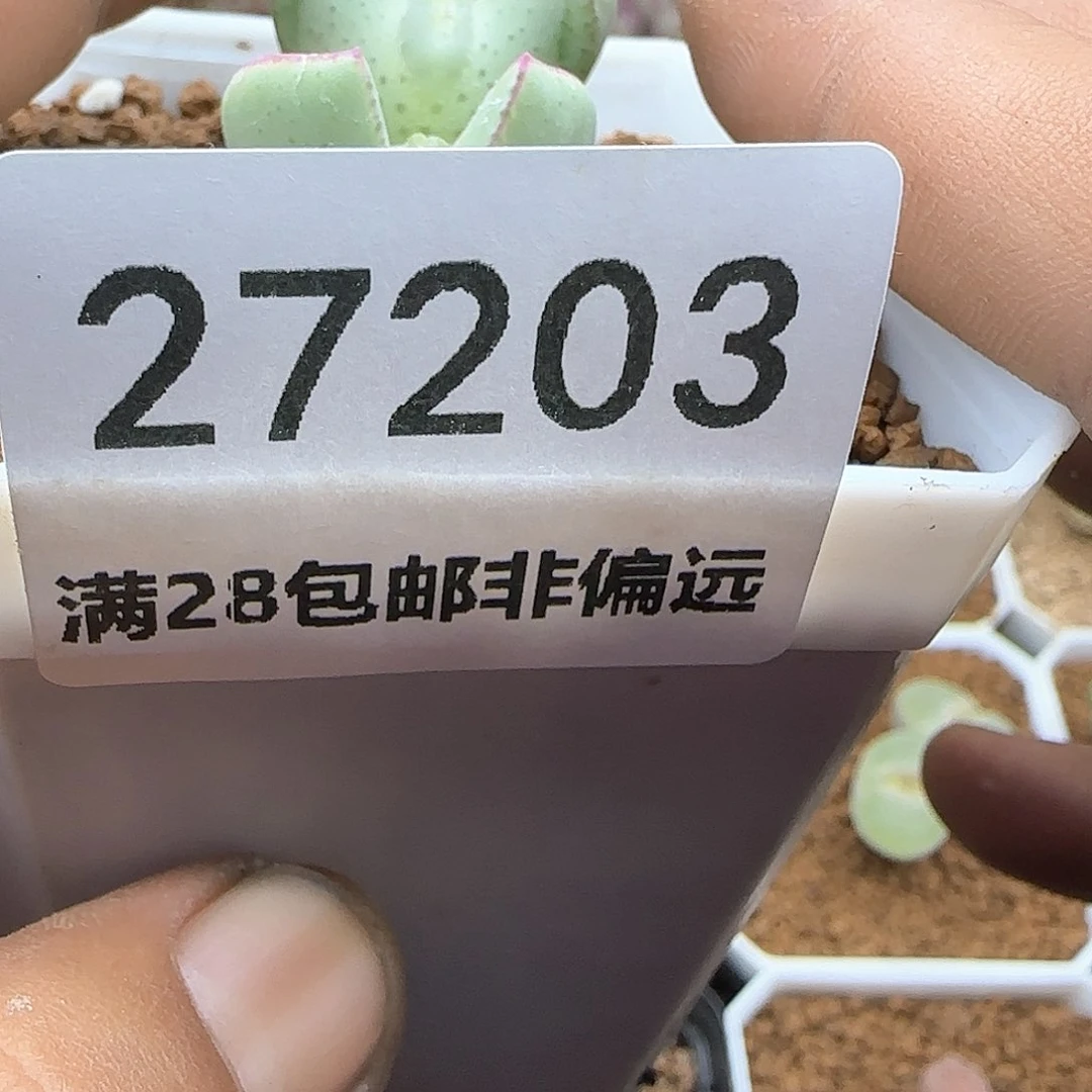 金***?脱土28包邮哦27203