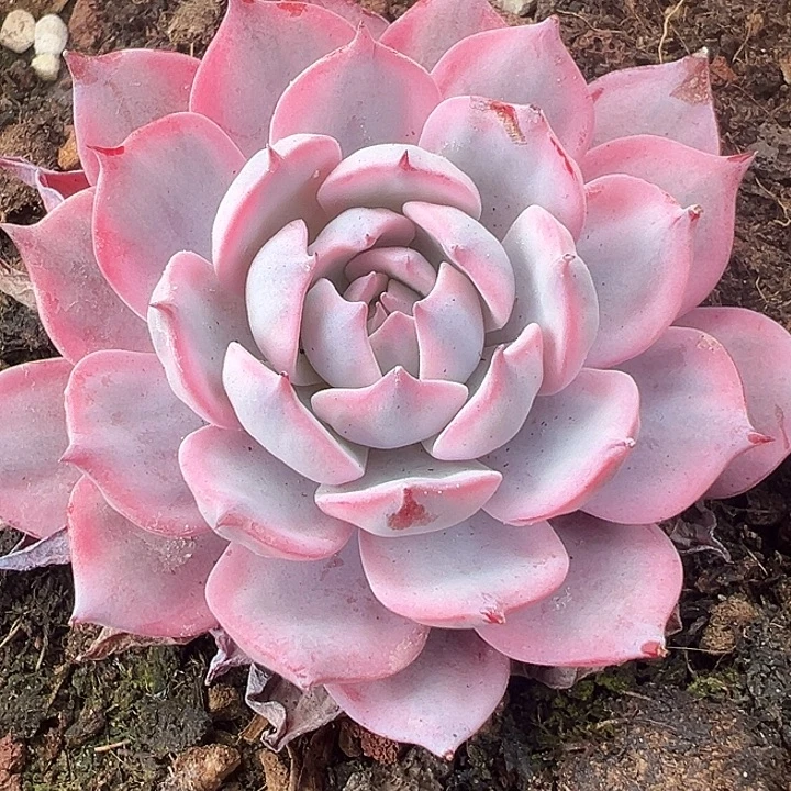 劳伦斯锦多肉植物