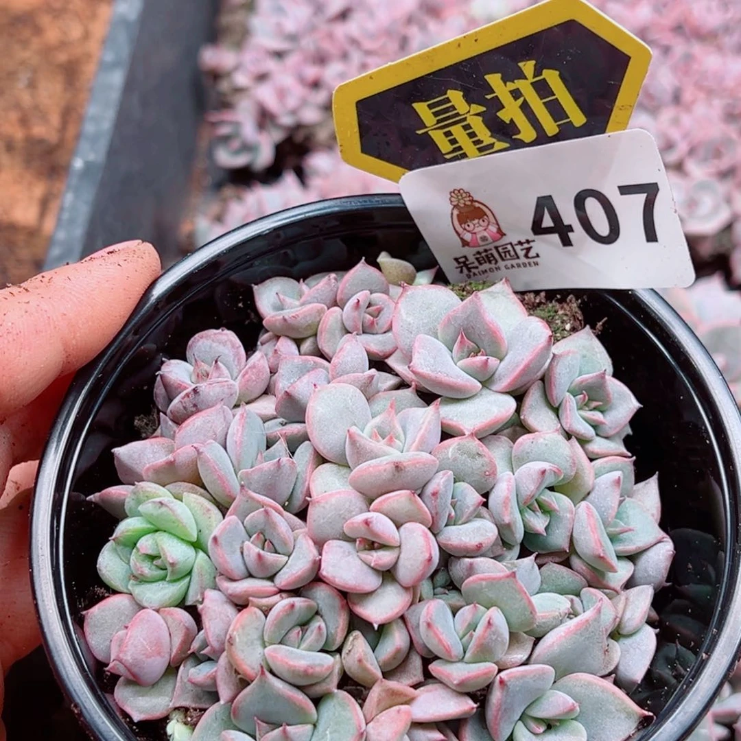 多肉植物多肉植物