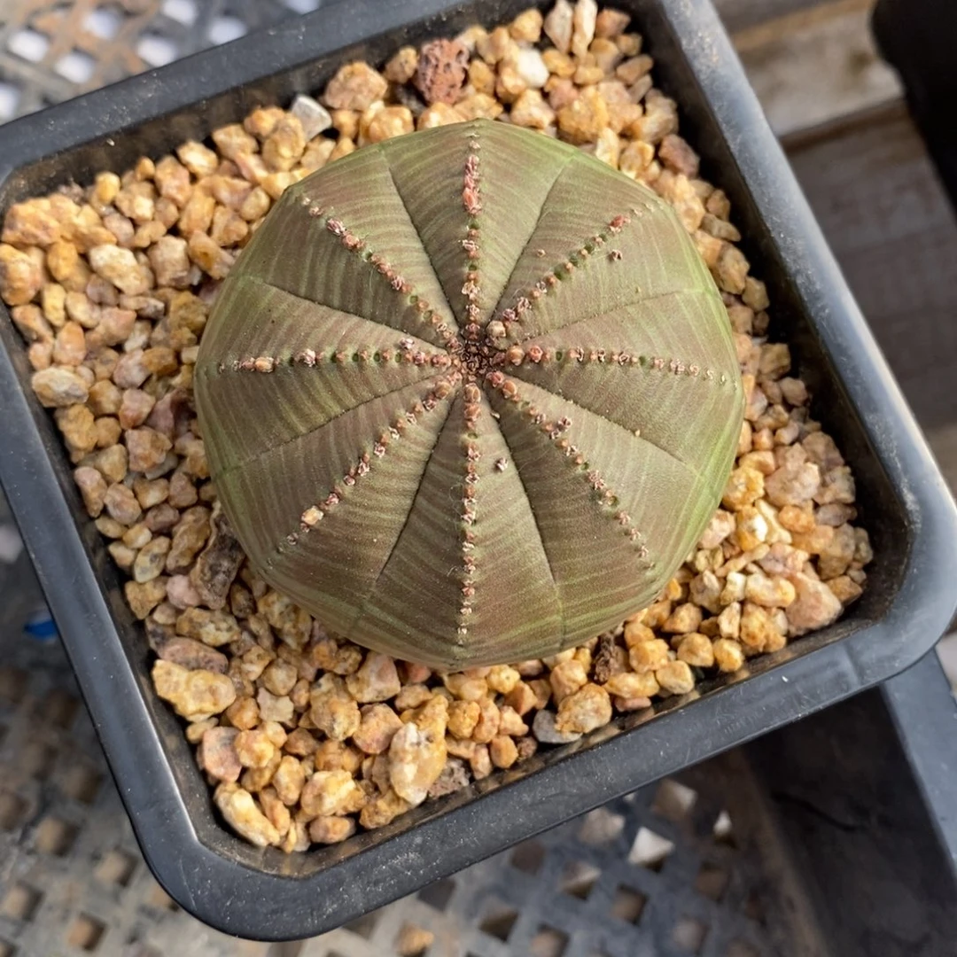 23 欧系实生布纹球多肉植物