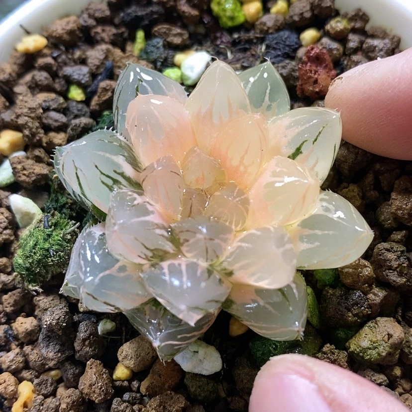 【闪购商品】26om锦