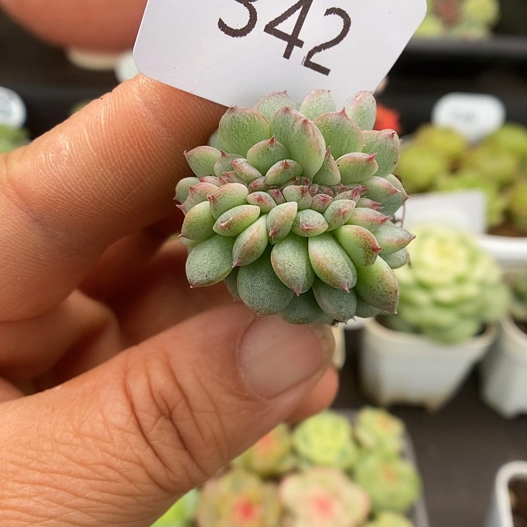 一物一拍一物一拍926-342