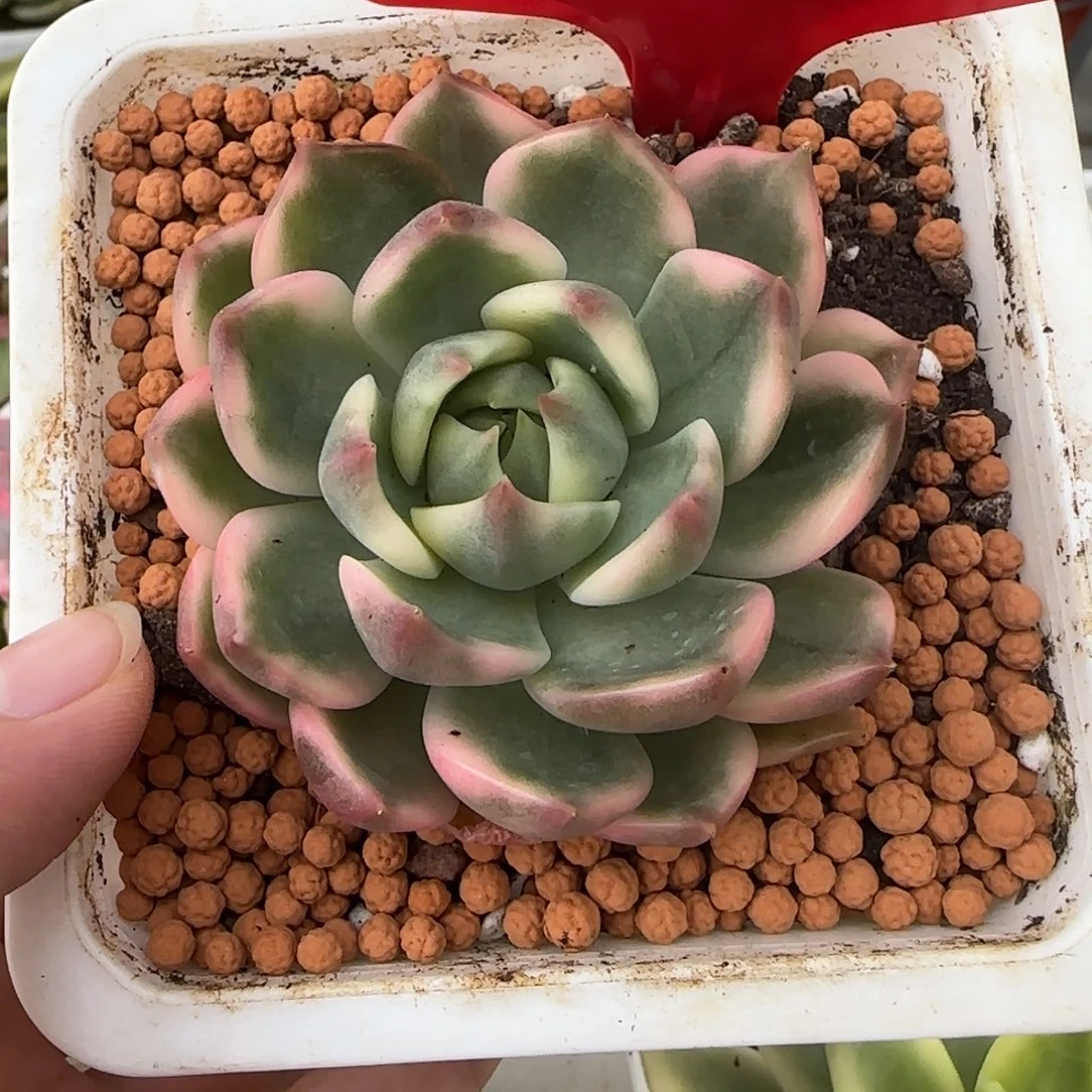 263琉璃盏锦多肉植物