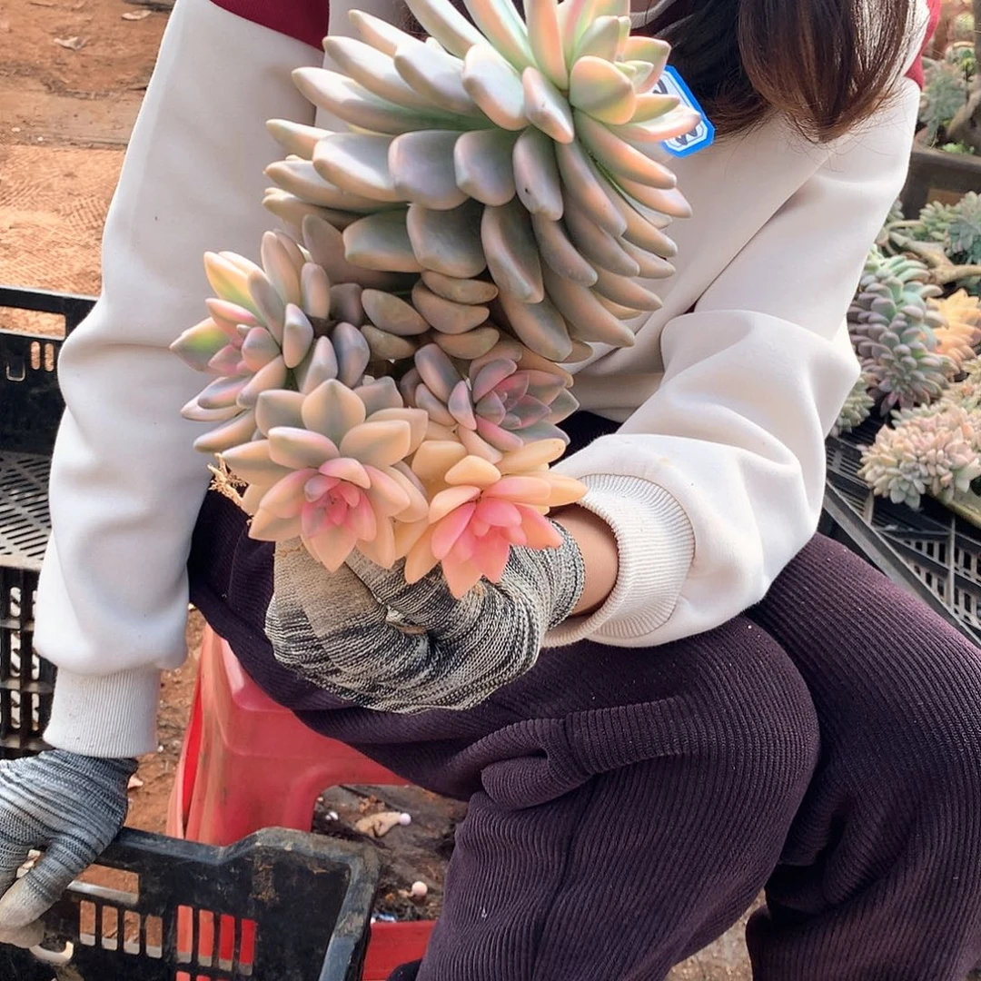 333 淡雪锦一物一拍