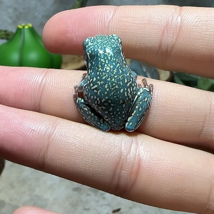 老爷树蛙13 顶级暴雪魔鬼蓝