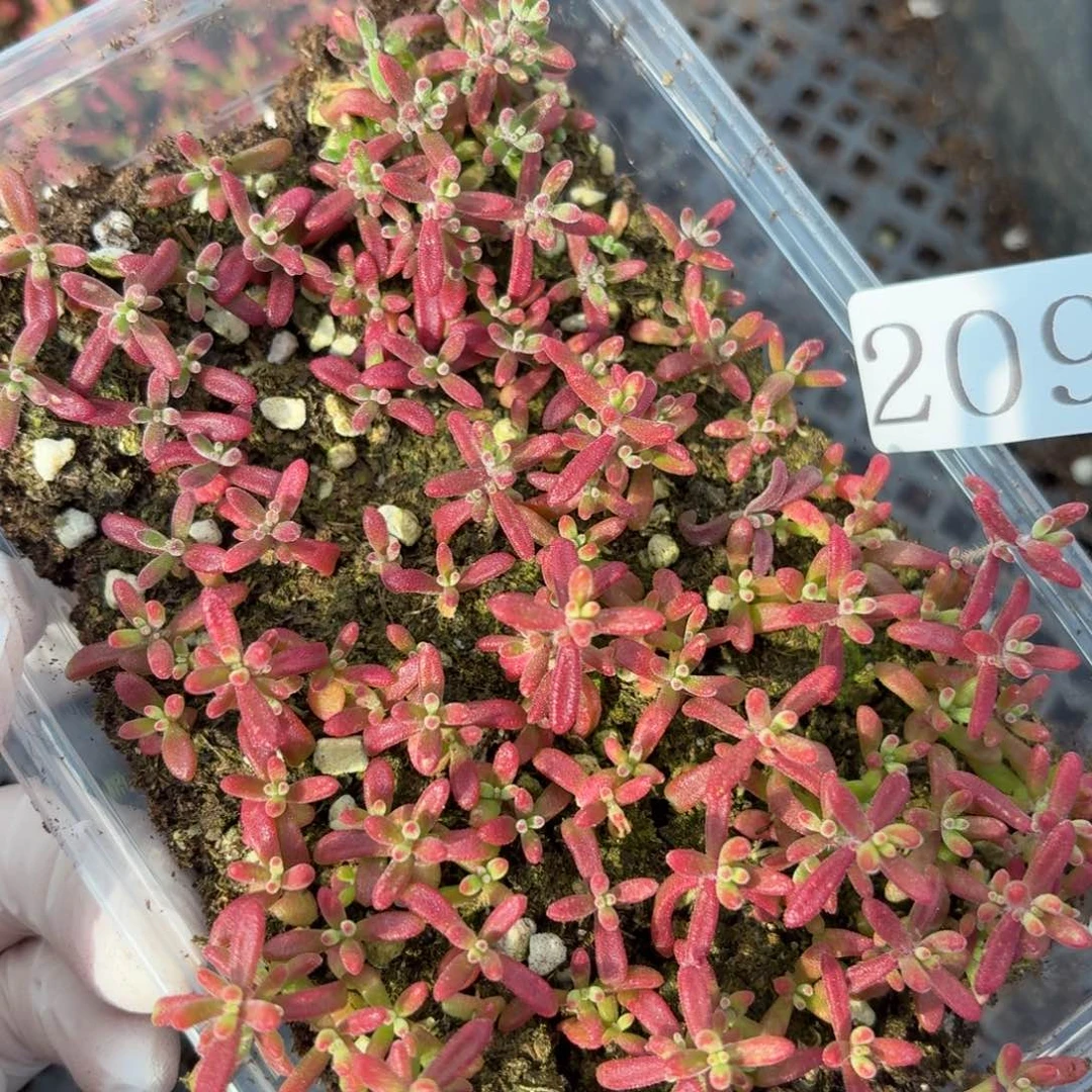 多肉植物多肉植物209
