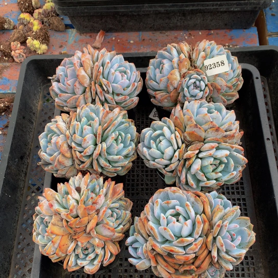 92358六个嗯嗯嗯嗯嗯嗯好
