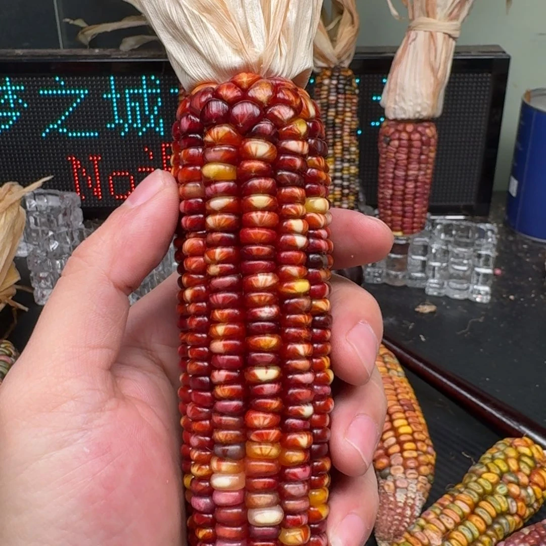 柏香籽/百香籽吊坠佩**姐