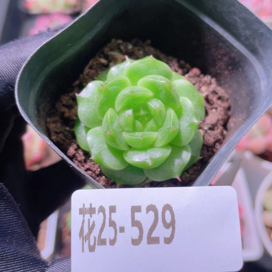 花利美25-529麦秆