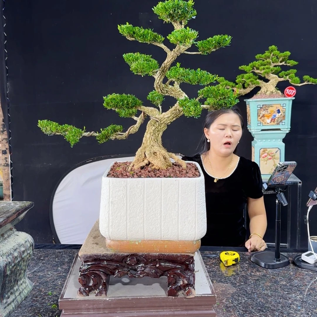 当前无花朵，栽培后可花朵你*