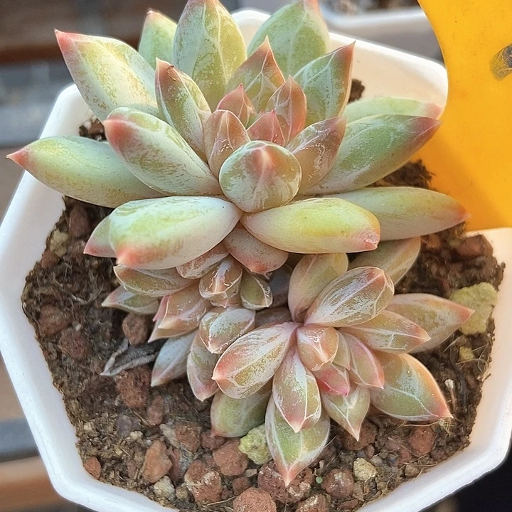 多肉去伊丽莎白946多肉