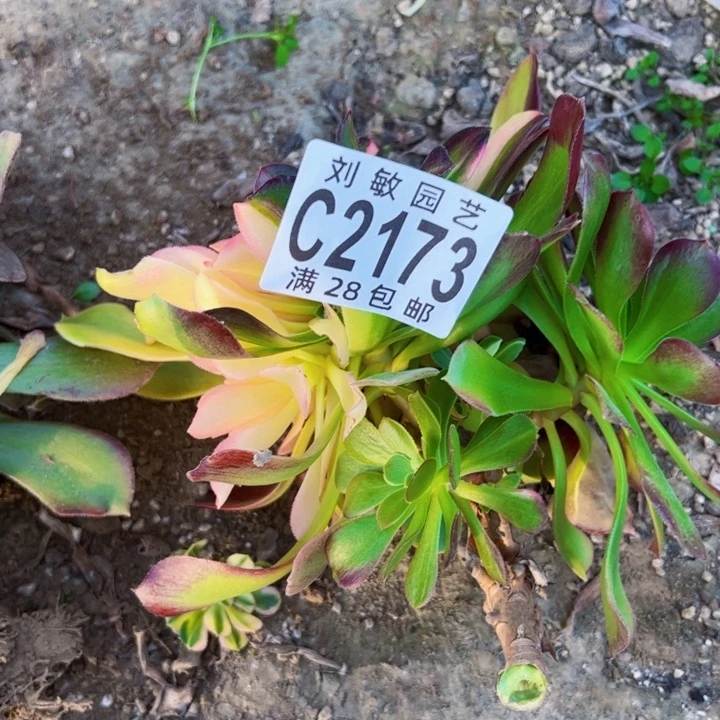 5*2173无根多肉植物法师