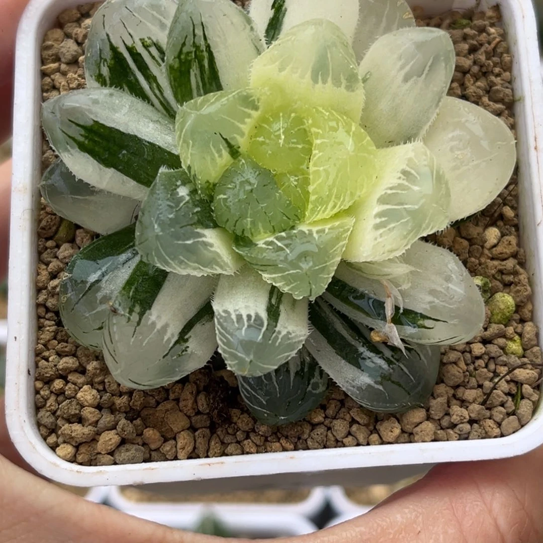 8碧玺玉露锦哈哈哈哈哈