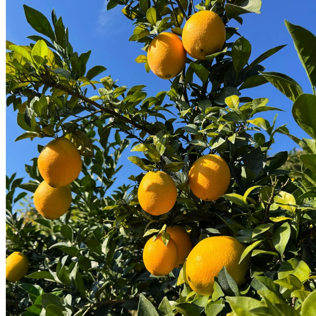 【京东顺丰发货】江西特产赣南脐橙果园现摘现发精品橙子送开果器