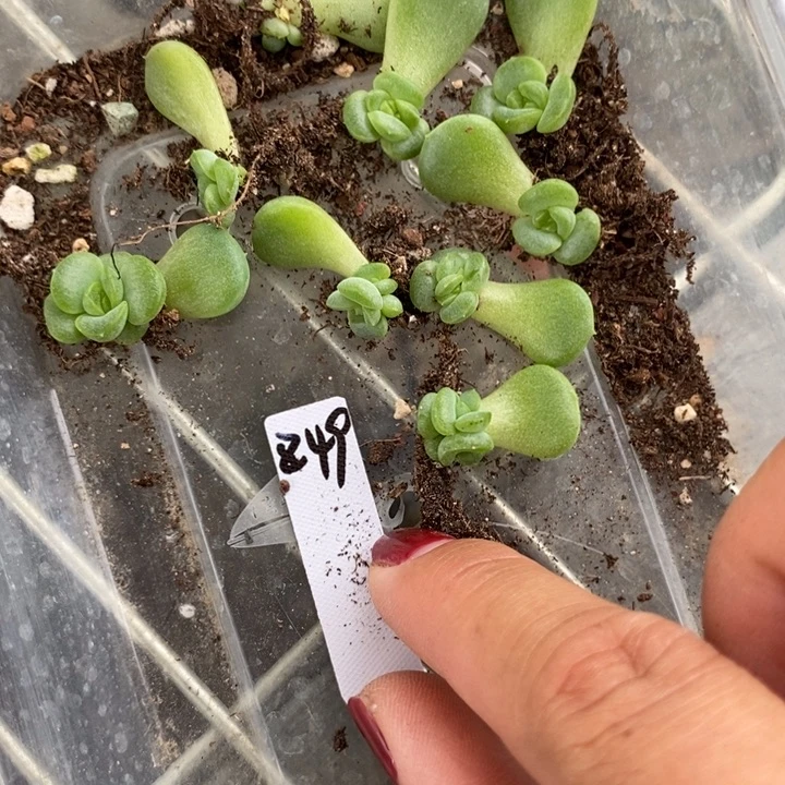 珍妮z49芽苗一个多肉