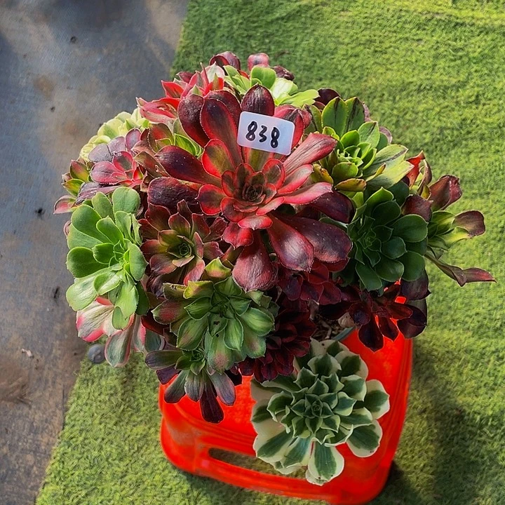 家***兴架接00000000000838号