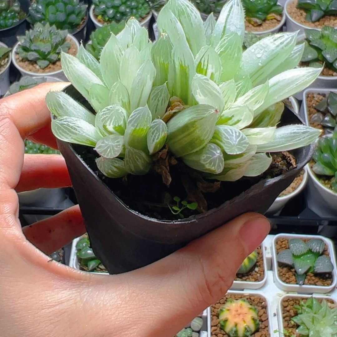 白斑玉露多肉多肉多肉