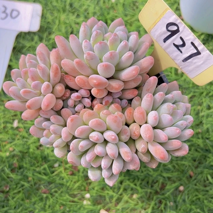 健健康康平平安安