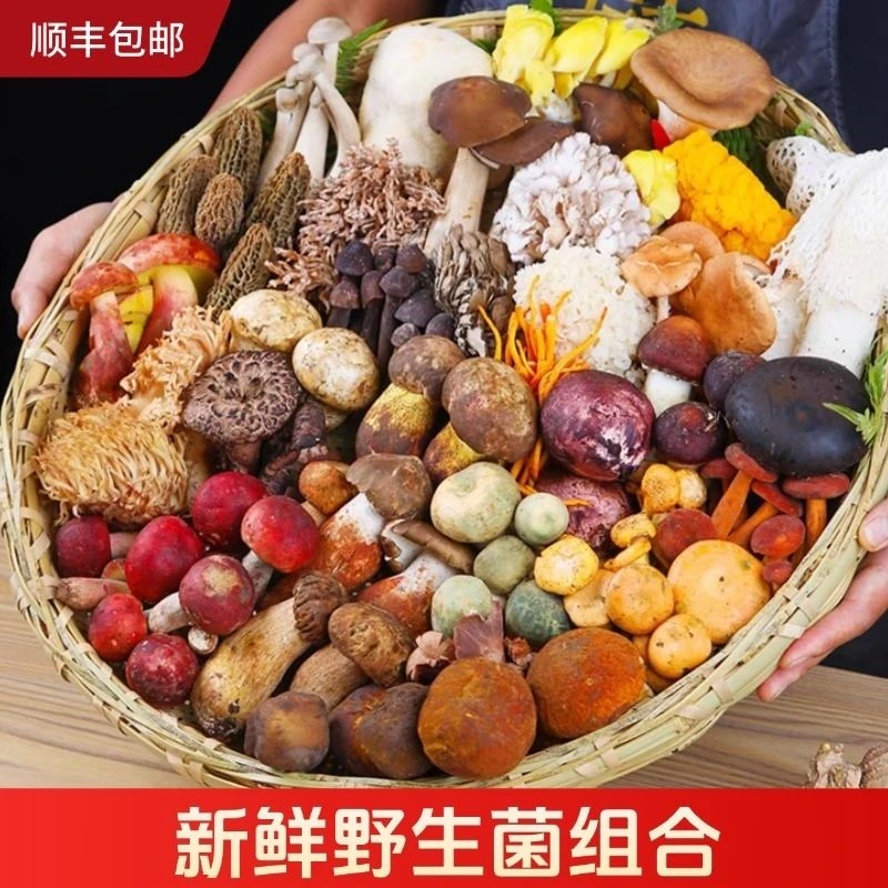 新鲜云南野生菌组合牛肝菌鸡枞羊肚菌等煲汤美味