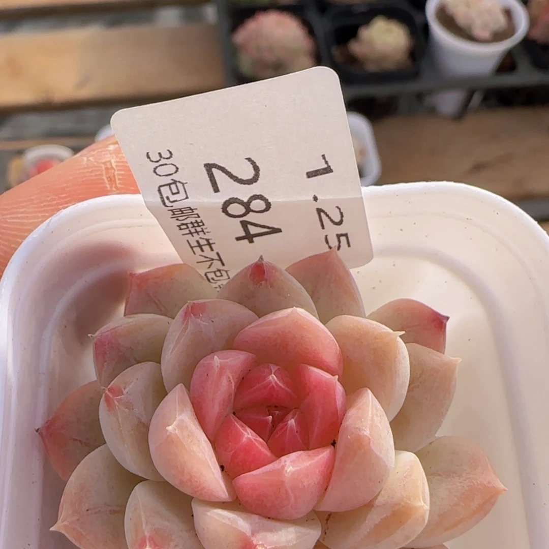 白桃汽水单头一颗脱土