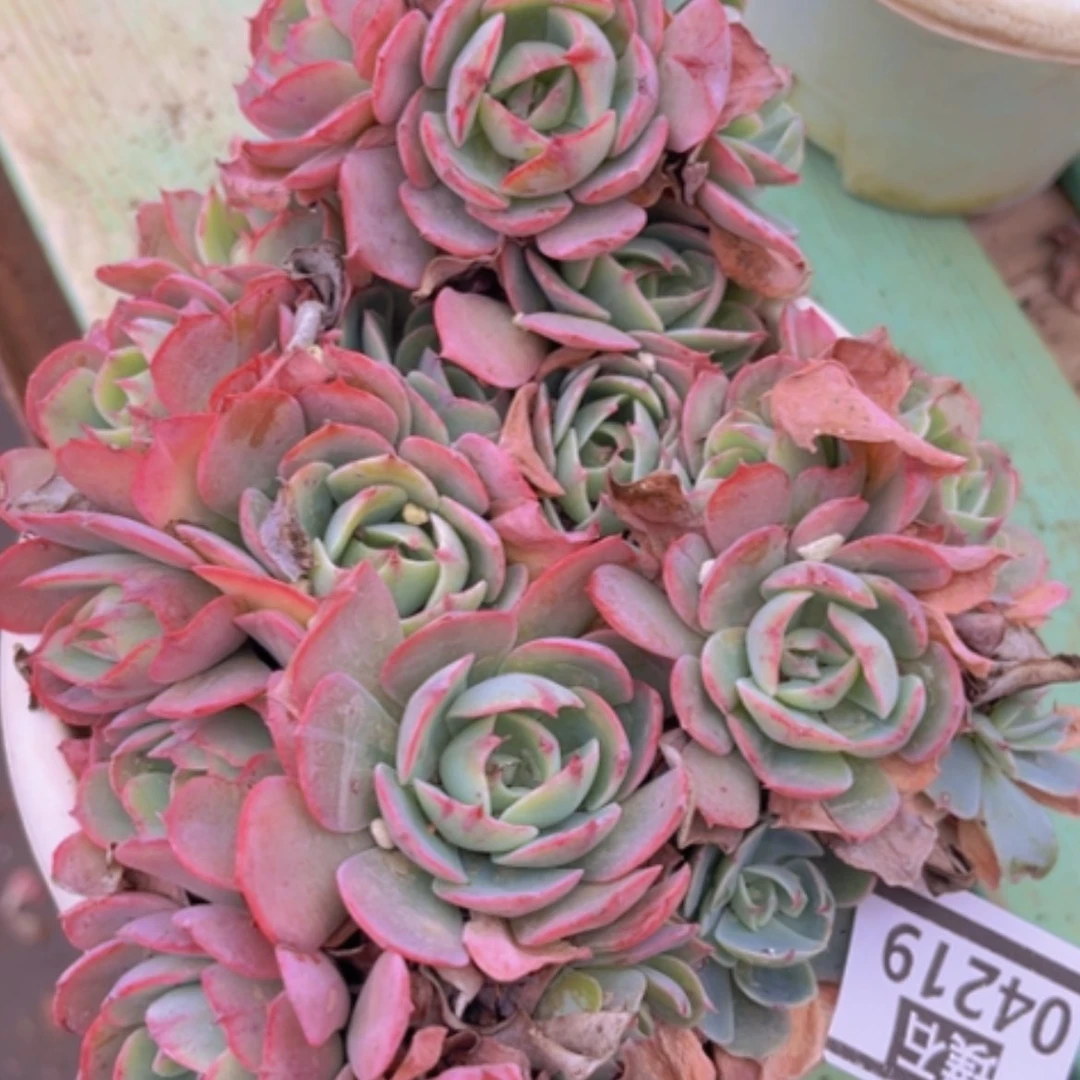 【闪购商品】阿美星04219