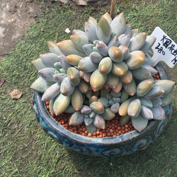 哥特萝莉潜力股多肉