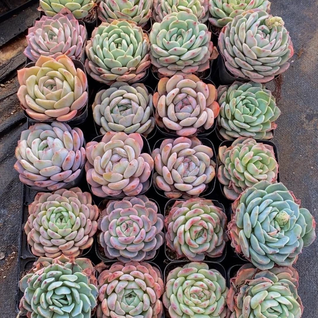 {****]722的人生态度是一