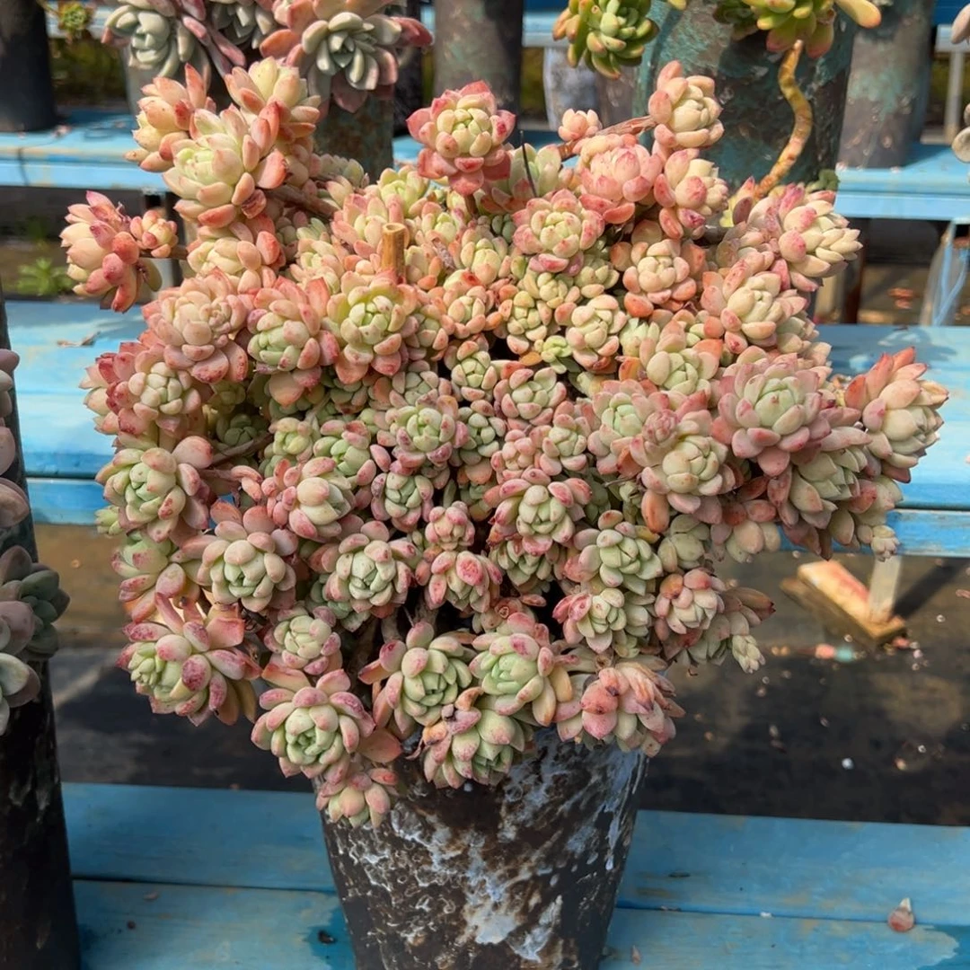 老桩桃酥裸肉发货