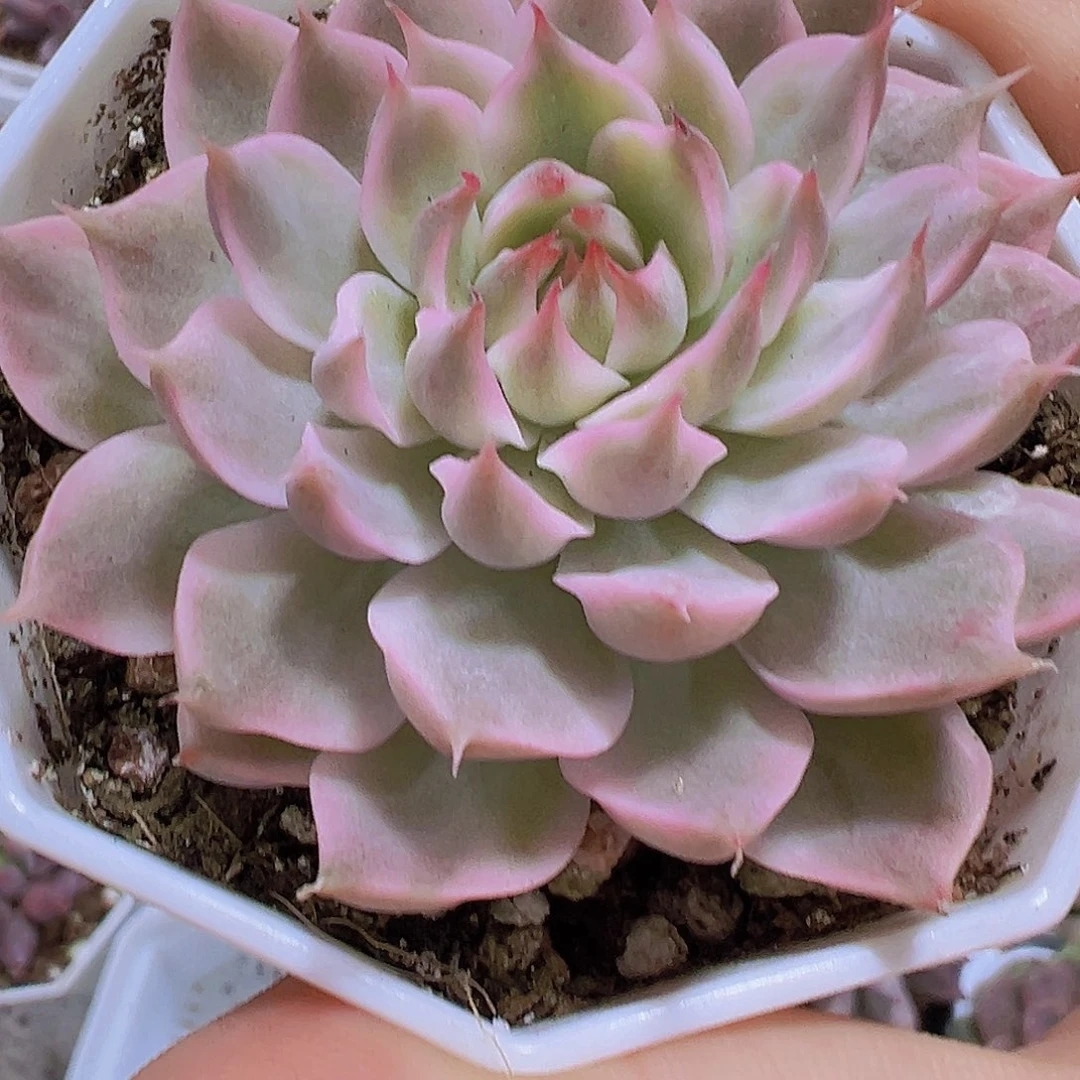 玛格丽特带盆9.9包邮