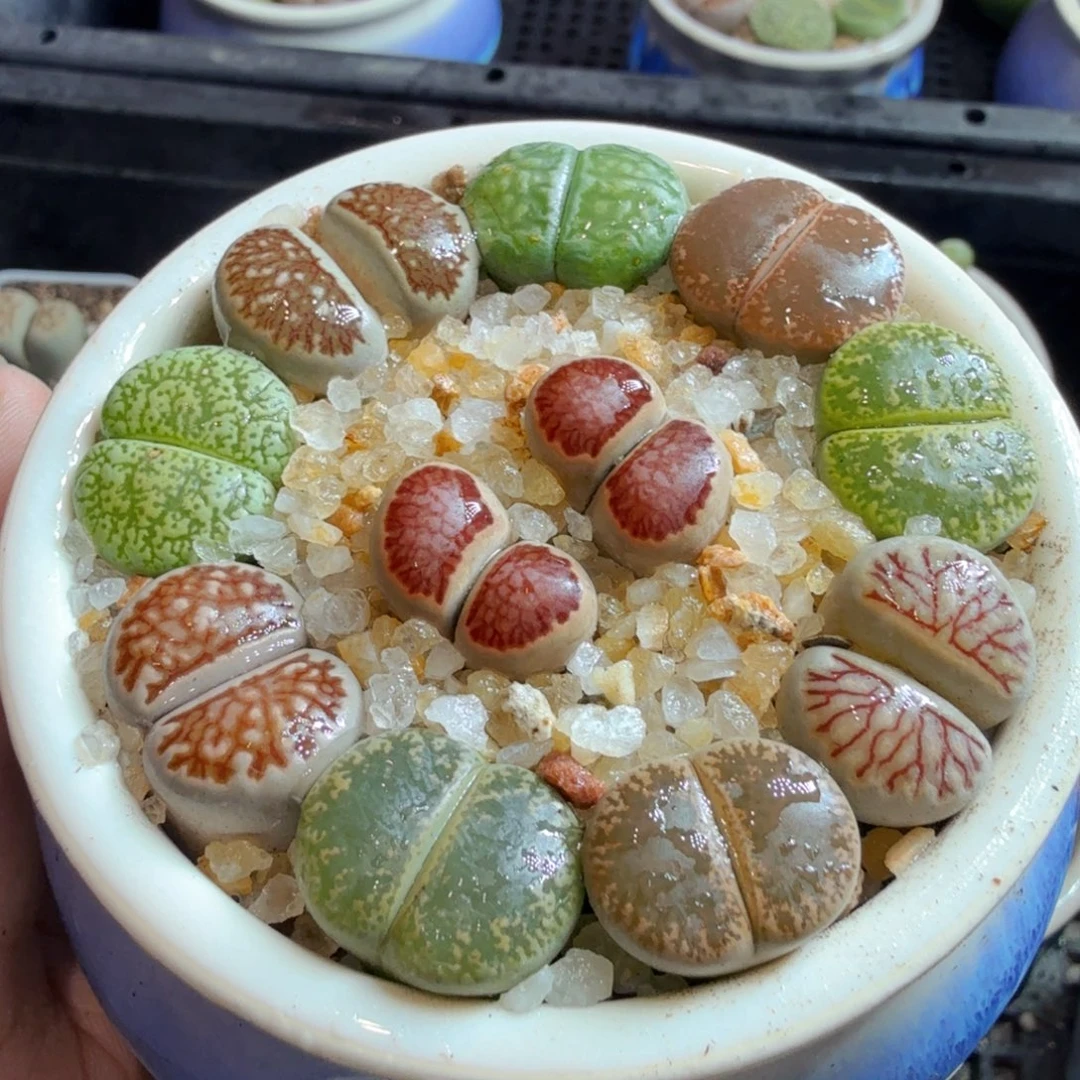 多肉葡萄干和水果677