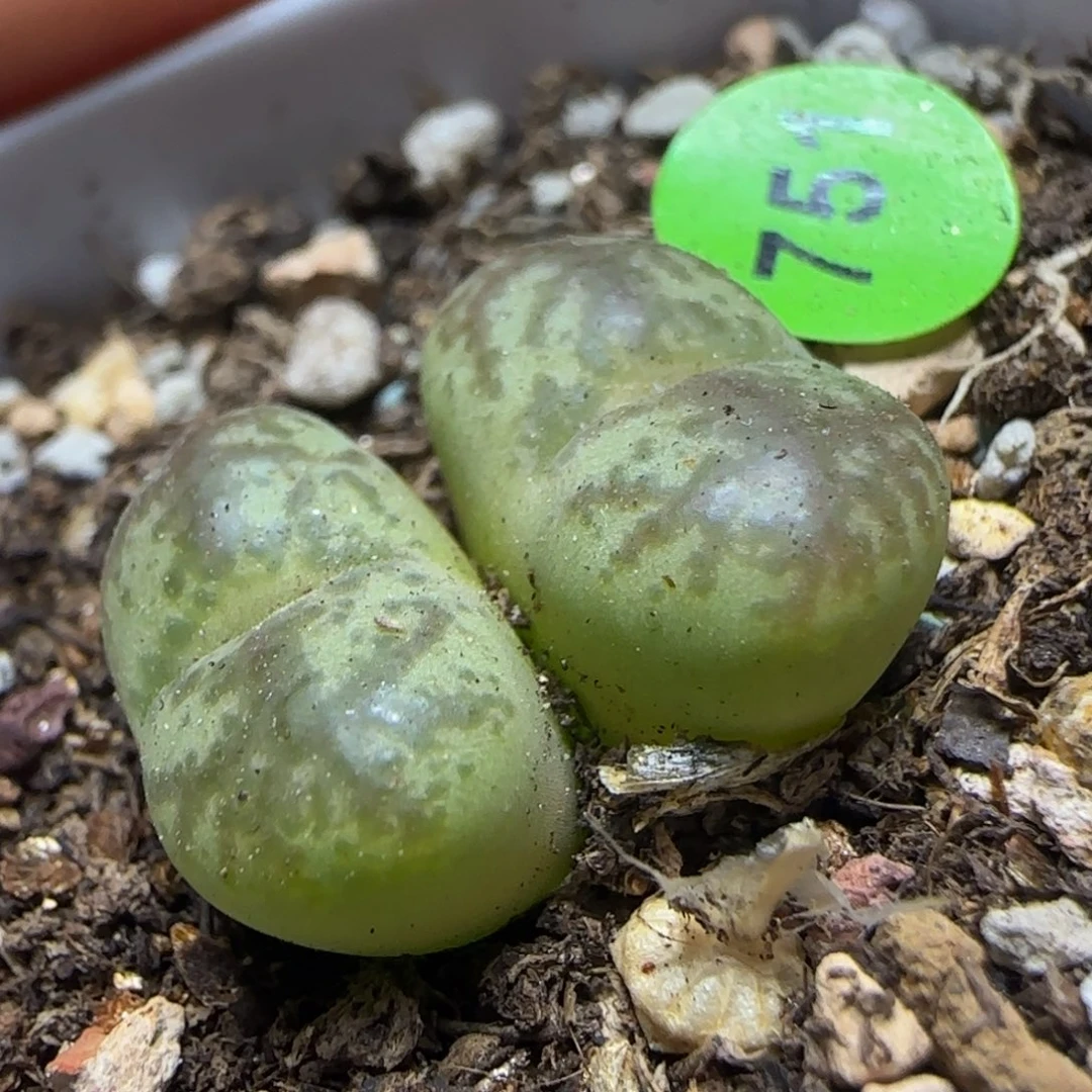 粗纹杂交多肉植物751
