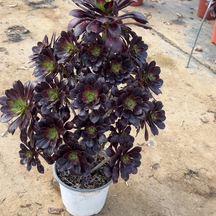 14-72中班多肉植物