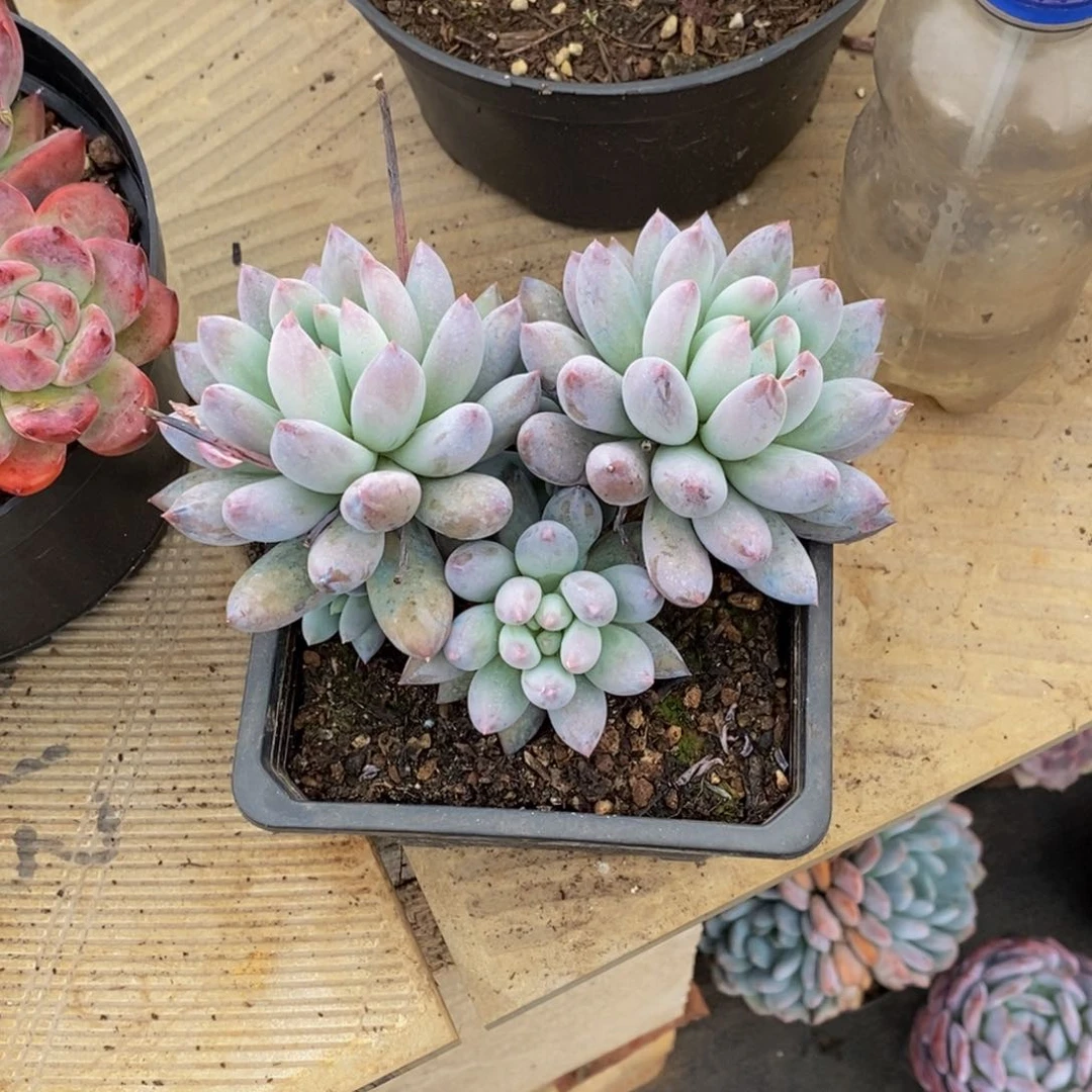 懒**羊48包邮一物一拍多肉植物