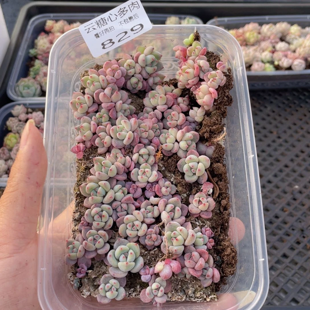 云糖心多肉植物829