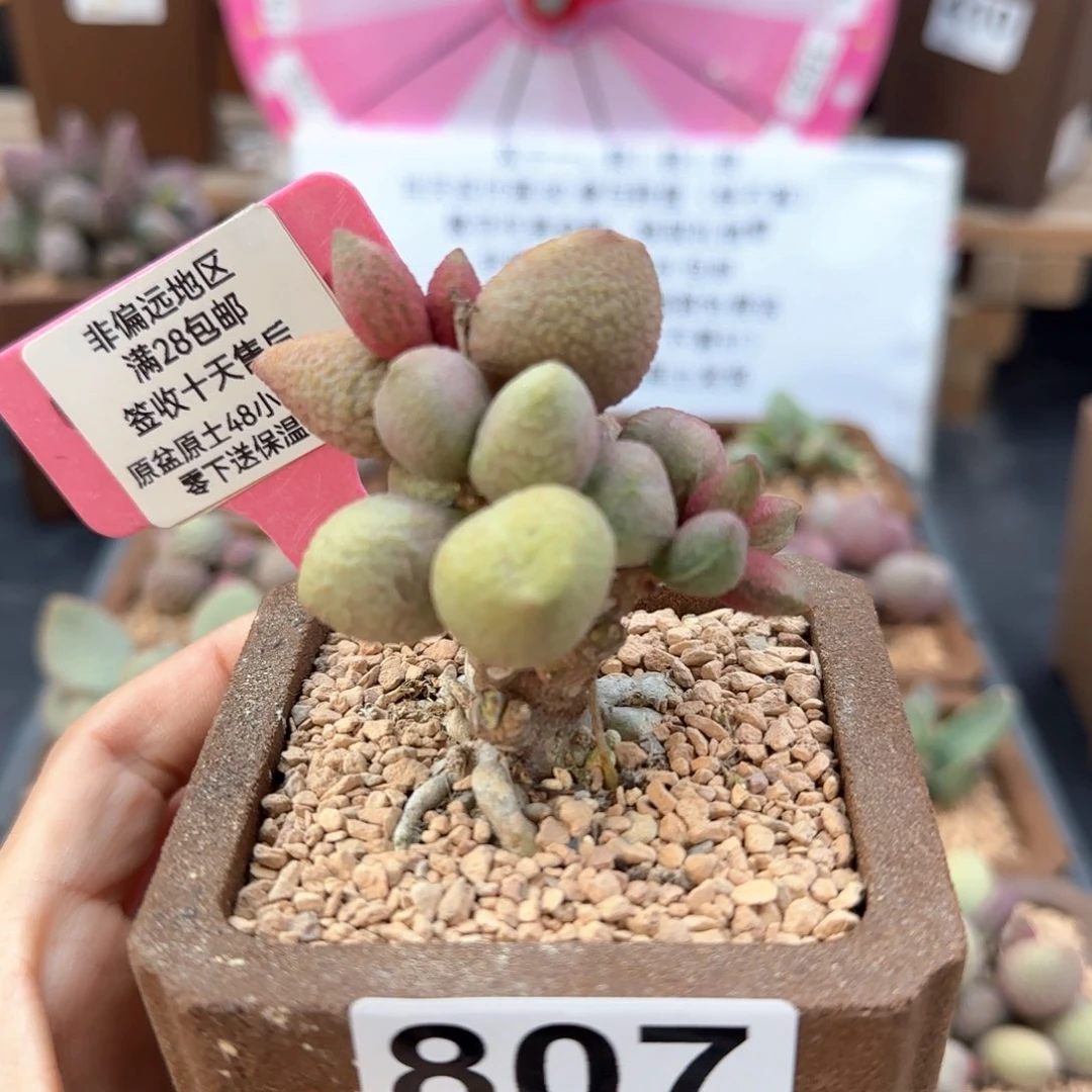 冰***酱807金桔多肉植物