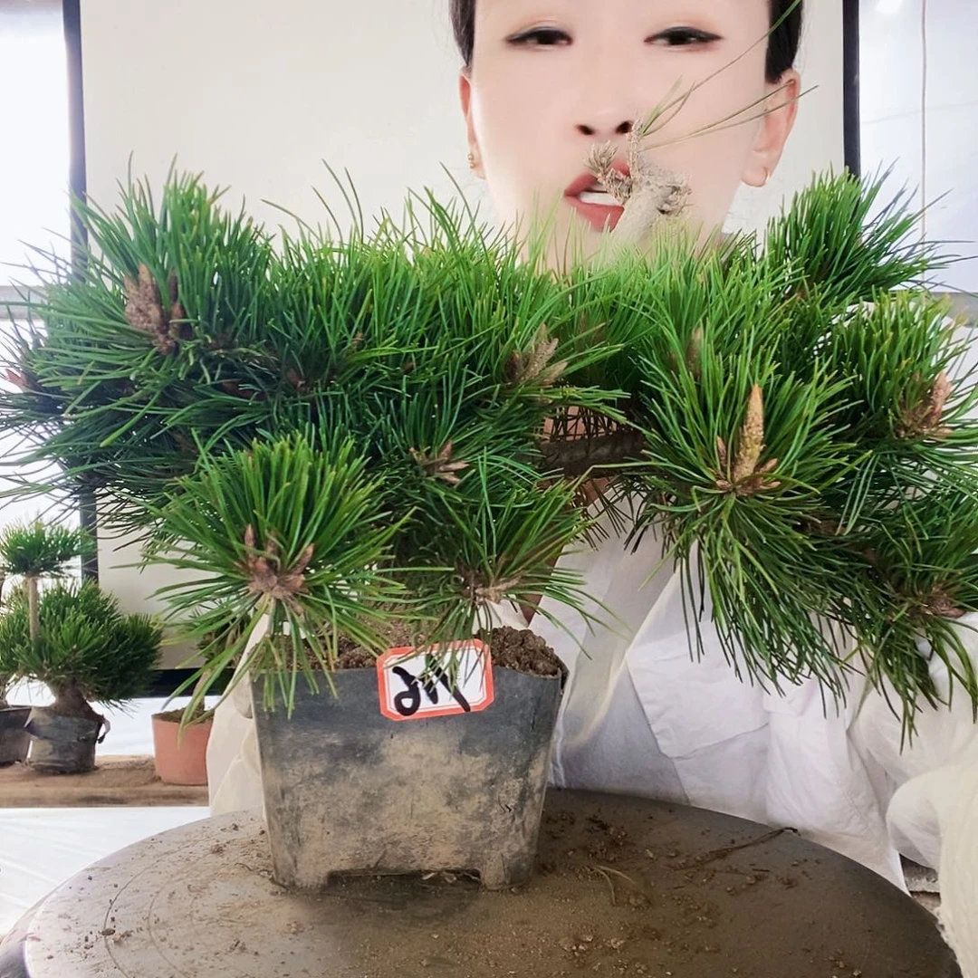 无花朵植物形态多年生草本