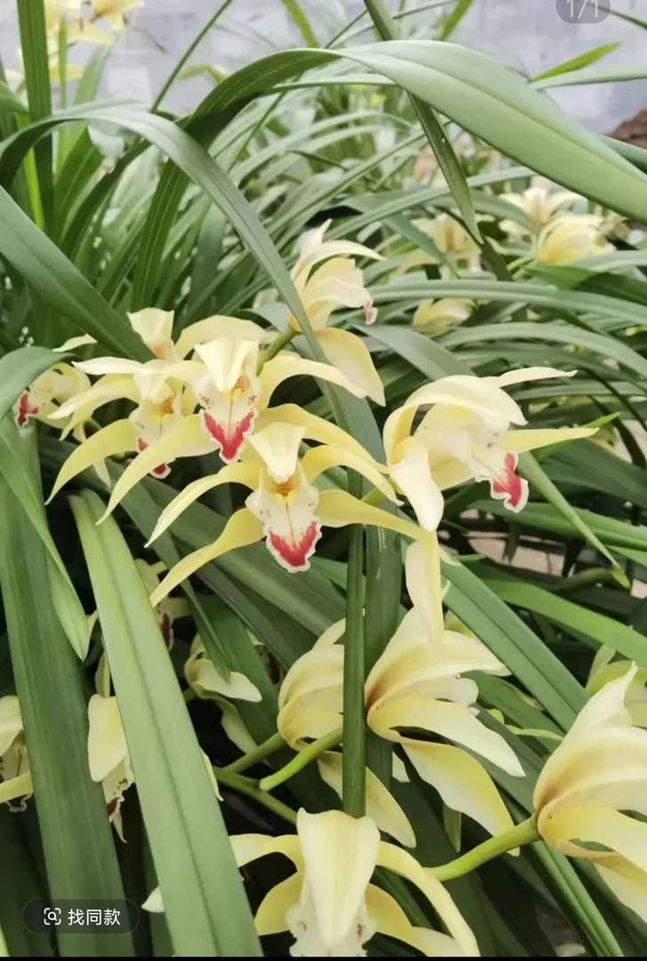 原种虎头兰白天鹅（象牙白），花大花期长