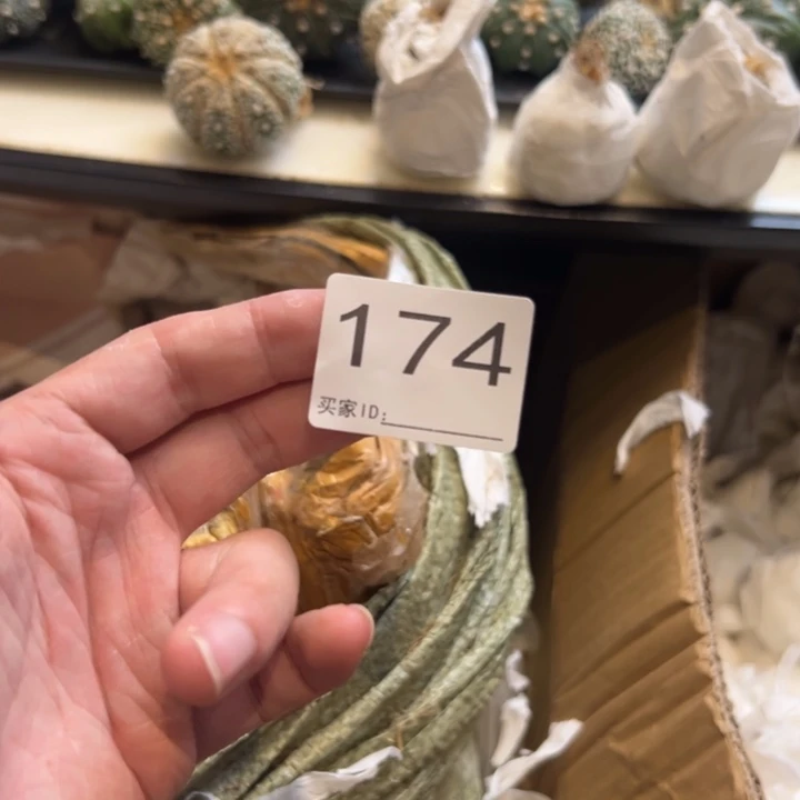 先***覺兜星球仙人球174号球