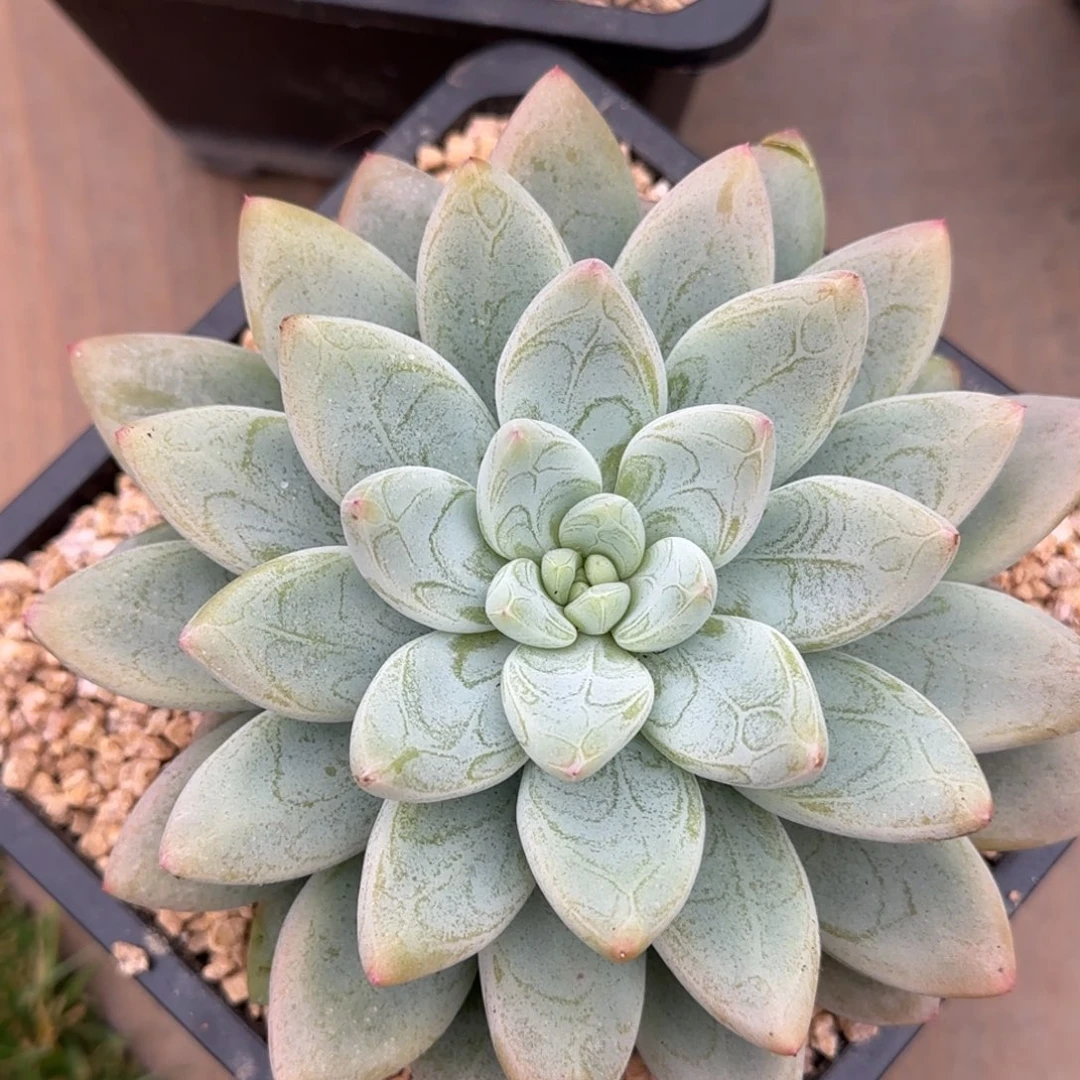 多肉植物的植物植物