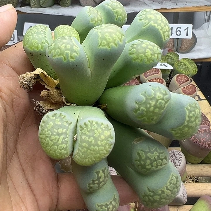 479有干伤福利清1111111