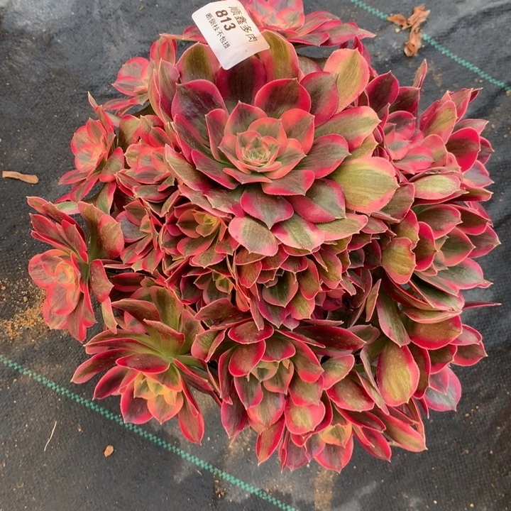 813粉女郎多肉植物