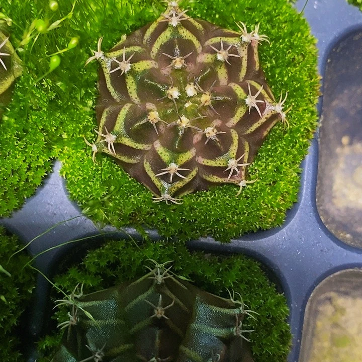 陨***看多肉植物多肉植物