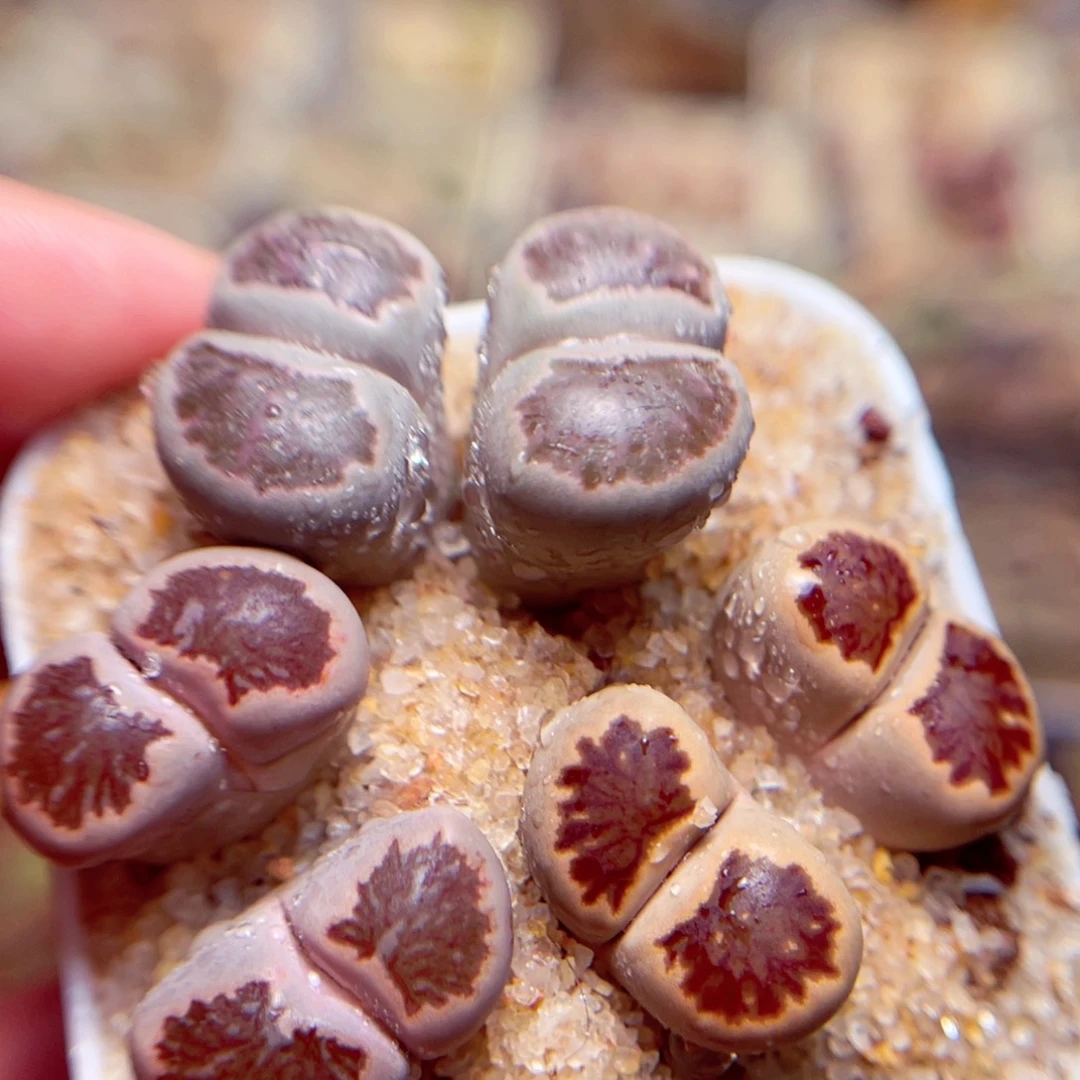 243号带盆包邮发货