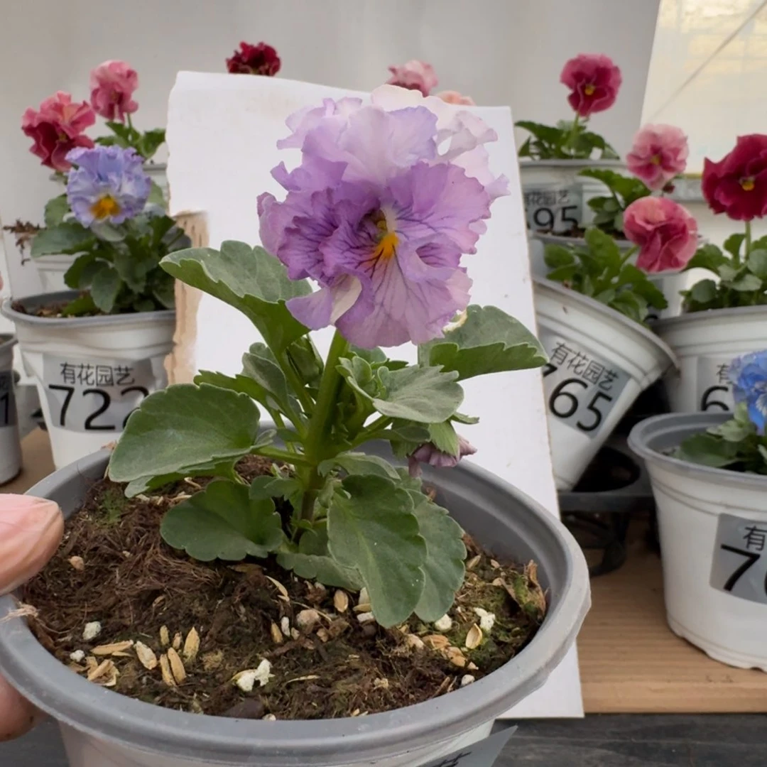 无花朵789号角堇