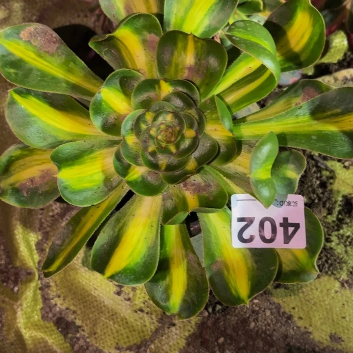 402暴君多肉植物不售后