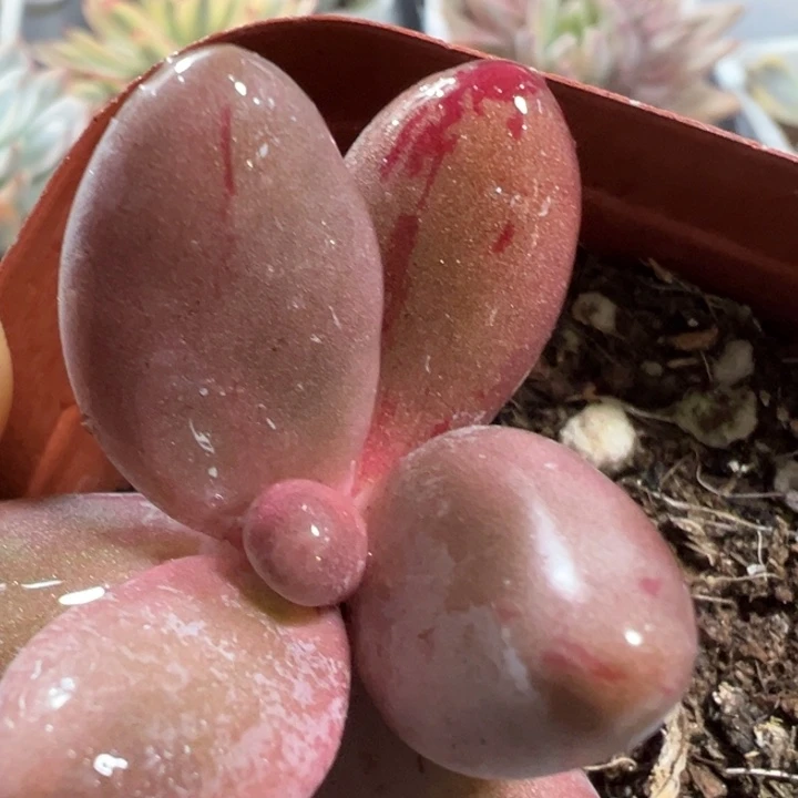 红手指拉丝锦多肉植物1927