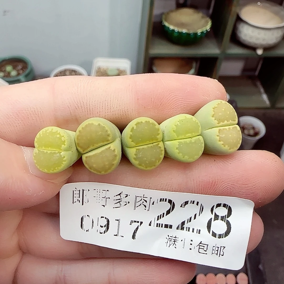 满满18包邮0917-228