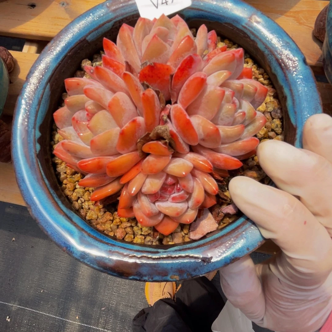 v vvvvvvvvvvvvvvv c 49