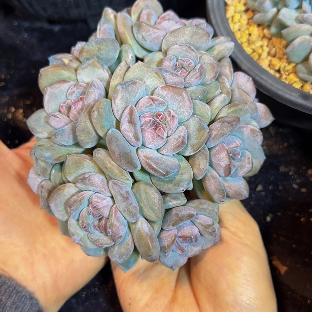 妍*姐新年快乐 新年快乐 新年快乐