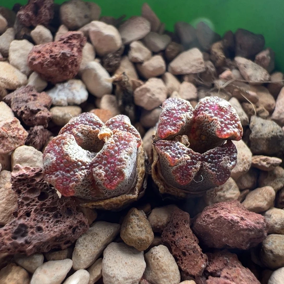 636/江南超蝶 酒红窗。 鱼子酱窗